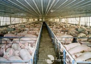 Un système alimentaire qui tue - La peste porcine, dernier fléau de l'industrie de la viande